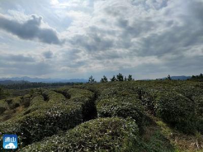 九宫山镇：垅上茶镇蕴好茶