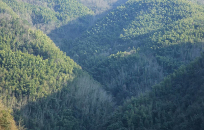 通羊镇：多措并举防范森林火情