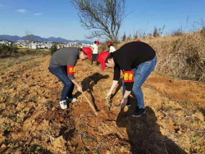 大路乡：开展义务植树活动