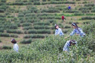 【图文】白茶飘香产业旺  茶旅融合乡村兴 