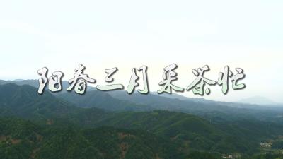长江云——V视丨阳春三月采茶忙 