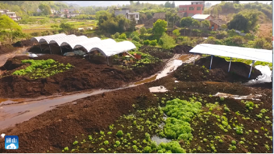 县农业农村局：推广有机肥 助力农业绿色发展  