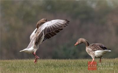 【咸宁之美】生态改善，“稀客”登门……