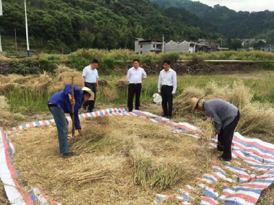 省油菜办专家组赴通山调研油菜轮作