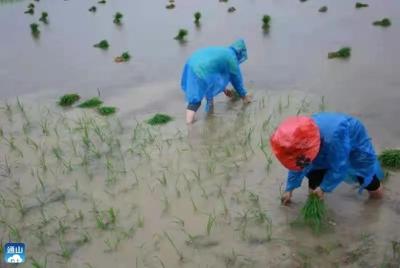 【图文】雨中插秧忙 田园美如画
