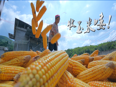 短视频 |  通山春玉米丰收啦！