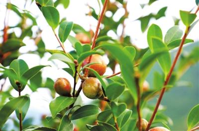 咸宁日报——通山大畈镇：油茶树上结金果