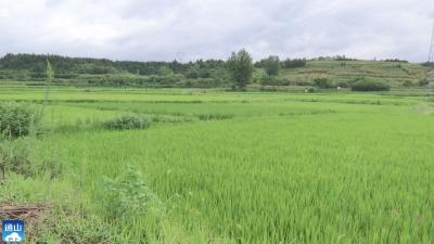 V视 | 通山县农业农村局：扎实推进水稻病虫害防治   “虫口夺粮”稳定粮食生产