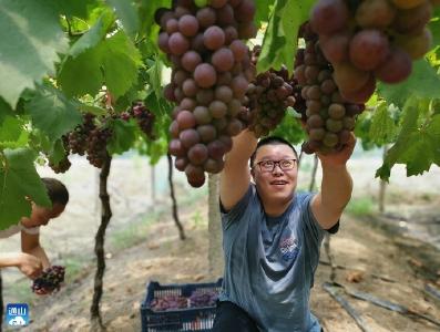 通山畈中村：葡萄藤上“结”出乡村振兴新生活