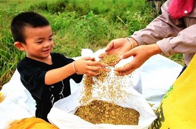 咸宁日报——风吹稻谷香 颗粒归仓忙