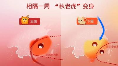 “秋老虎”是什么虎