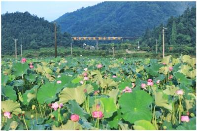 咸宁日报——“太空莲”花艳石门  