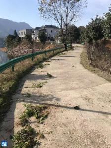 通山湿管处：防除“加拿大一枝黄花”在行动