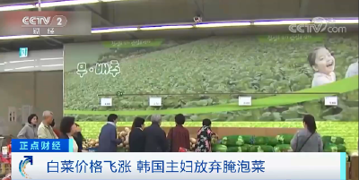 腌制100棵泡菜要花6500元 韩国白菜价格暴涨70%