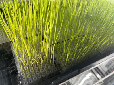 海南出台种子进出口生产经营许可管理办法 