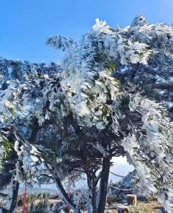 长江云——九宫山雾凇景观挂枝头 