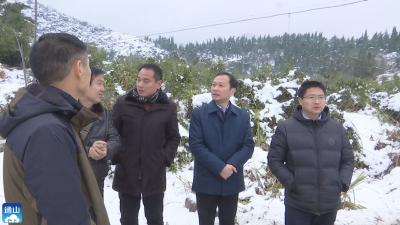 【众志成城抗冰雪】V视 | 县领导实地察看雪后农业受灾情况