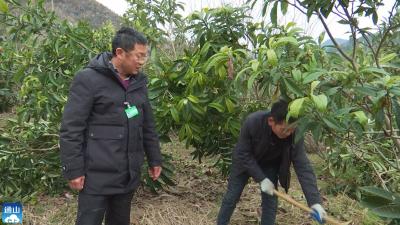 【新春走基层⑰】V视 | 大畈镇：雨雪过后 枇杷园里春管忙