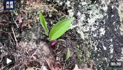 福建三明将乐县首次发现国家二级重点保护野生植物“台湾独蒜兰” 