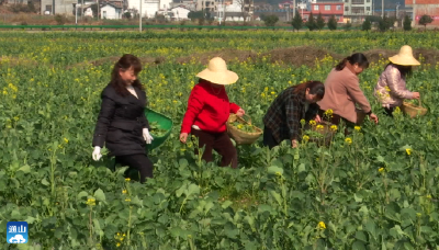 云上咸宁——新春走基层 | 通山：人勤春来早 油菜春管忙