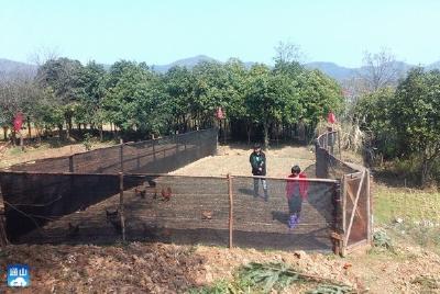 杨芳林乡：村庄新风尚 家禽圈着养