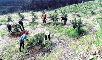 咸宁日报——种植砂糖橘 农民喜增收