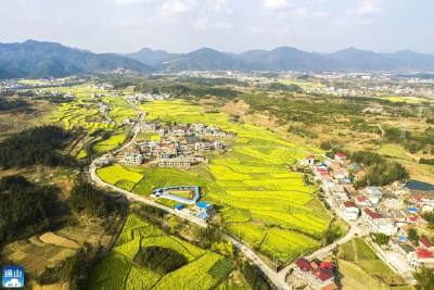 【图文】通山：农旅融合山村美  油菜花香醉游人