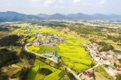 长江云——通山：农旅融合山村美  油菜花香醉游人