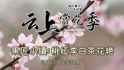视频 | 云上赏花季 果匠小镇：桃红李白茶花艳