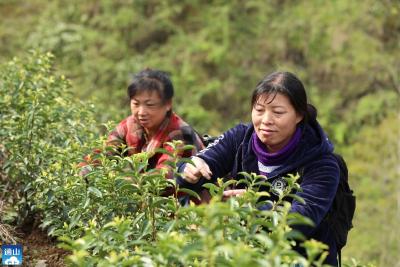 【图文】满园新茶弥清香