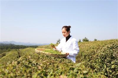 咸宁日报—— 一叶春茶绿 一业乡村兴通山推进茶产业全链模式快速发展