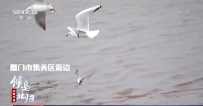 头戴黑礼帽、身穿白礼服……探秘鸟中绅士黑嘴鸥  