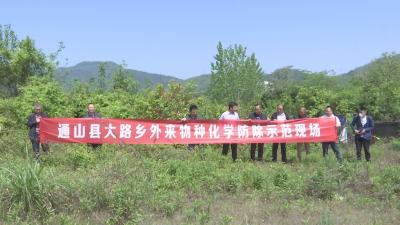 V视丨县农业农村局开展外来入侵物种防治工作