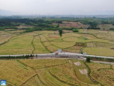 云上咸宁——通山：花海又变丰收地 油菜收割笑欢颜  