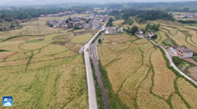 【奋进新征程 建功新时代·荆楚风采】V视丨大路乡杨狮坑村：千亩油菜喜获丰收