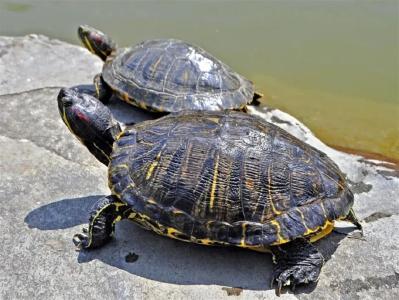 该国立法：禁售这两种生物！