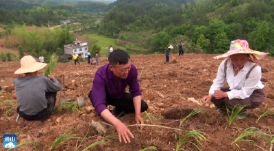 【记者走基层㉘】V视丨县中医医院：特色中药材种植助推乡村振兴