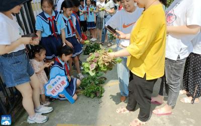 厦铺小学：劳动基地喜获丰收