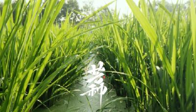 二十四节气风物志——芒种