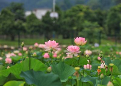 长江云——通山：夏日荷花惹人醉 农旅融合促振兴