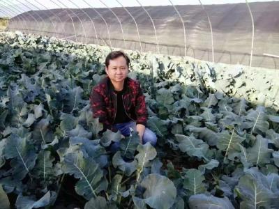 【“察民情、聚民智、惠民生”代表行动】市人大代表陈世胜：发展绿色蔬菜 助力乡村振兴