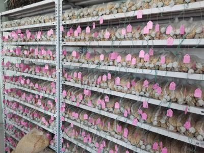 我国大豆育种花粉低温保存关键技术取得新突破