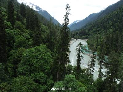 中国最高树精准高度82.6米