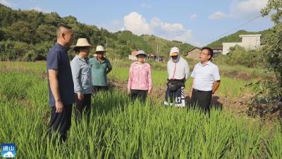 长江云——通山：中国农科院科技小分队来通山指导抗旱保秋粮工作