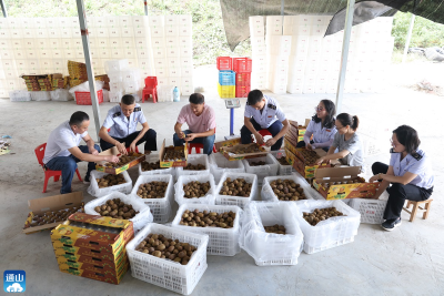 通山：税小二”精准帮扶  荒山种出“黄金果”