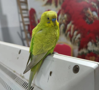 通山：家里飞来鹦鹉 市民悉心招待