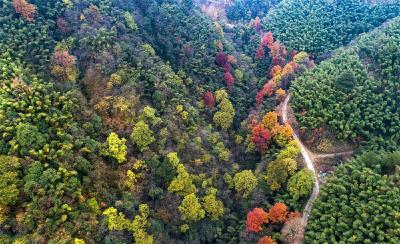 【九宫文学】中篇小说连载 | 大幕山之恋 ④