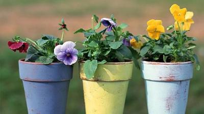 如何给花换盆，花卉换盆的具体步骤