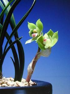 【九宫文学】养兰记