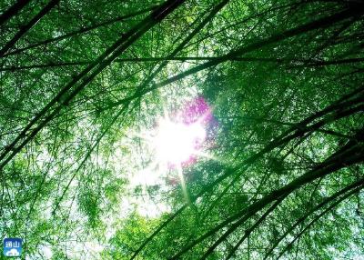 【九宫文学】中篇小说连载 | 大幕山之恋 ⑤